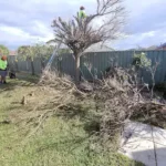 Stump grinding and tree removal service by Aps Tree Removal in Australia.