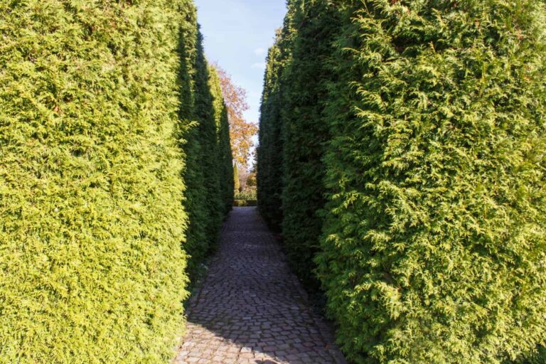 How Commercial Hedge Trimming Can Transform Your Business Look