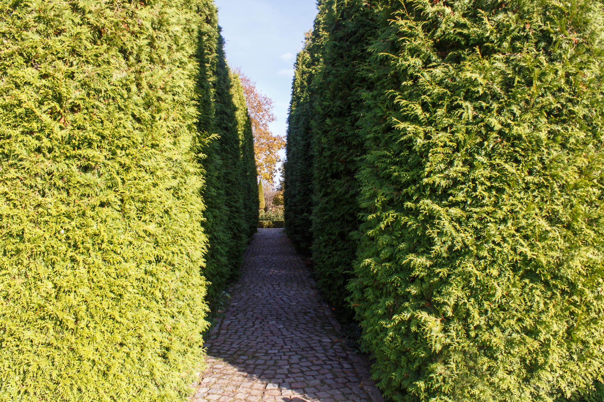 Cottage garden with green lawn, trees and trimmed bushes.